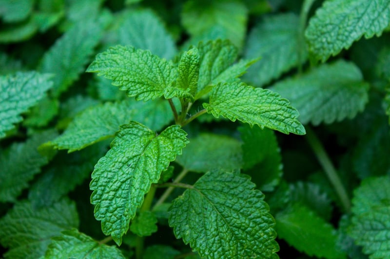 Aromatic Qualities