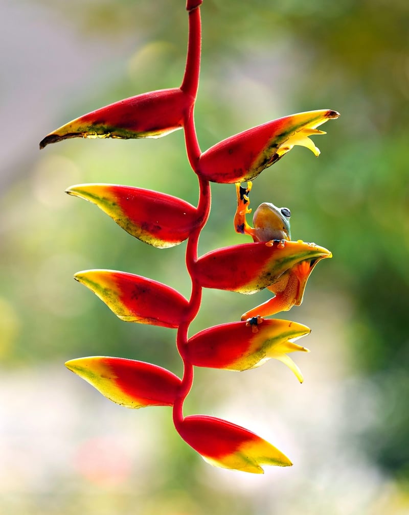 Exotic Plants